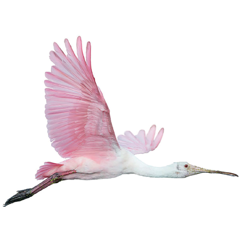 Roseate spoonbill in coastal Florida
